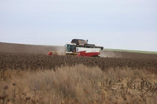 Оренбургские аграрии продолжают уборку подсолнечника и кукурузы