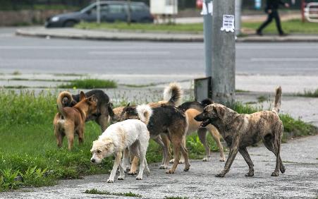 В Оренбурге приняли закон о введении спецрежима по бездомным животным